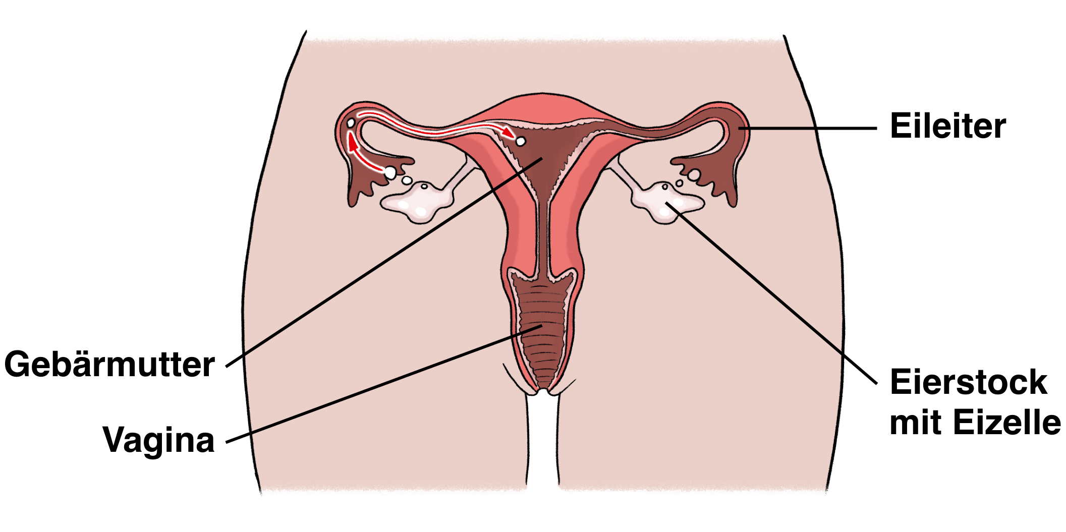 Illustration: Innere Geschlechtsorgane der Frau mit Beschriftung Gebärmutter, Eileiter, Eierstock mit Eizelle und Vagina 