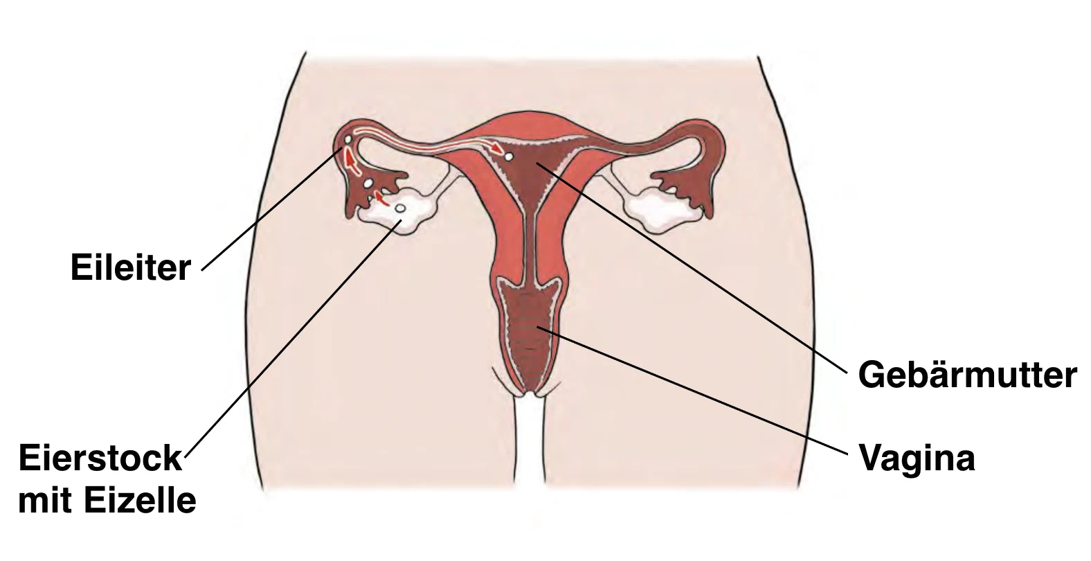 Illustration: Innere Geschlechtsorgane der Frau mit Beschriftung Eileiter, Eierstock mit Eizelle, Gebärmutter und Vagina 