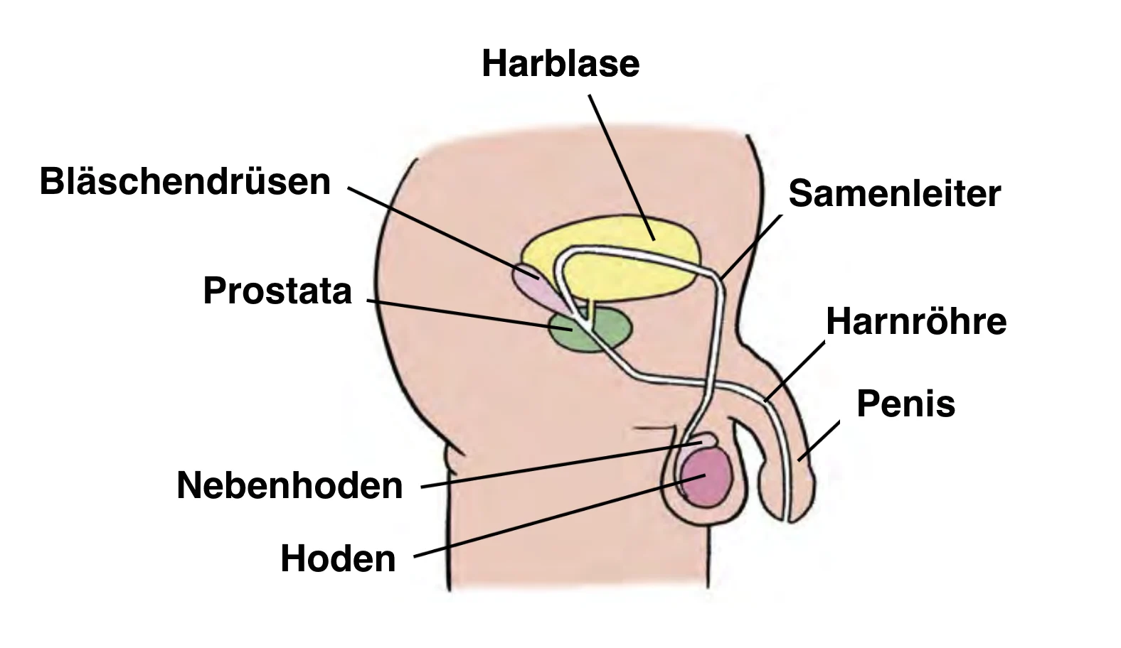 Illustration: Querschnitt innere Geschlechtsorgane des Mannes mit Erklärungen