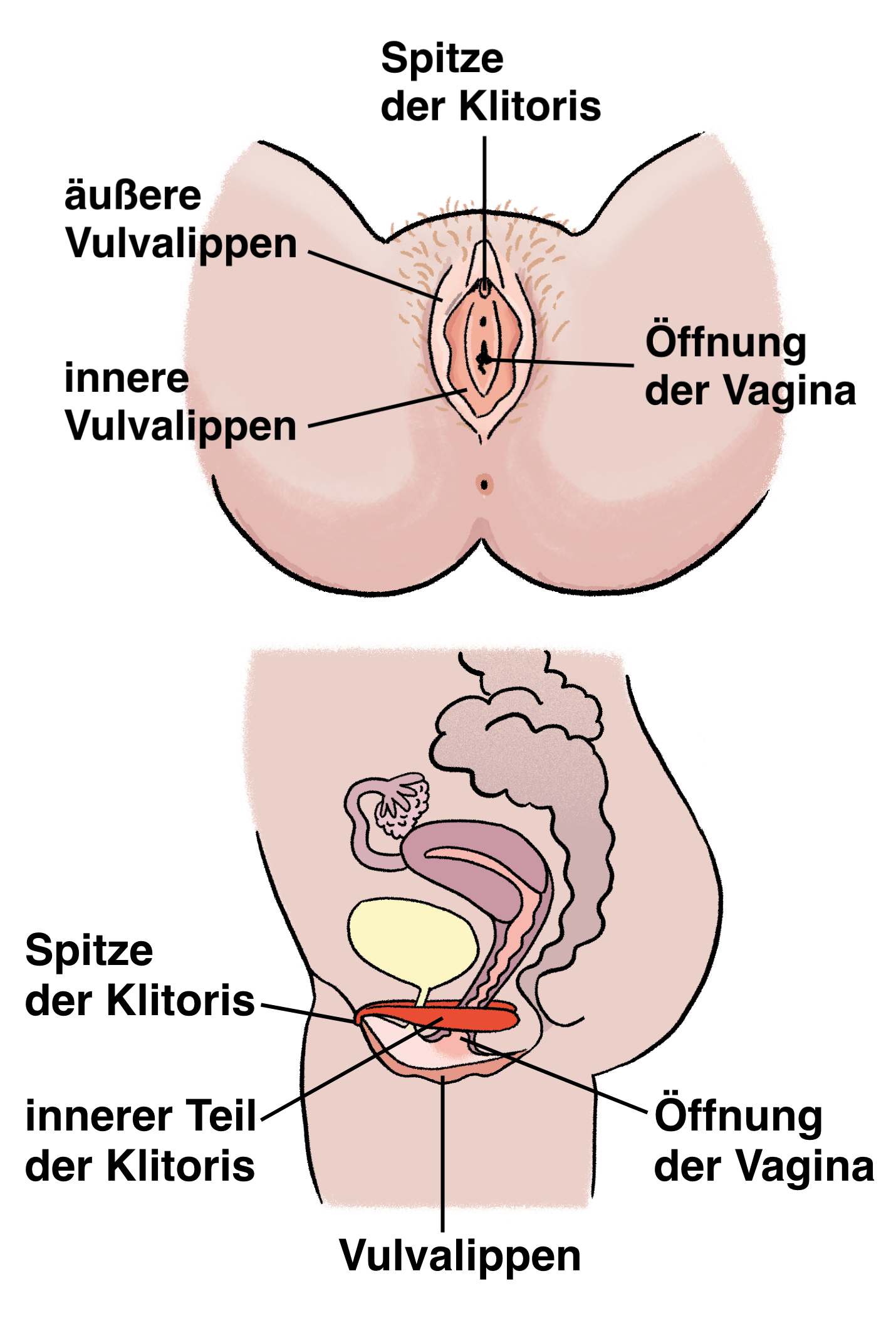 Illustration: Schaubild weiblicher Körper mit Erklärungen zur Lage der Klitoris